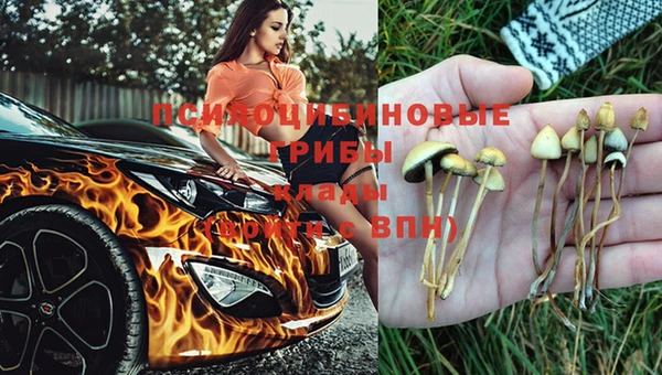 стаф Аркадак